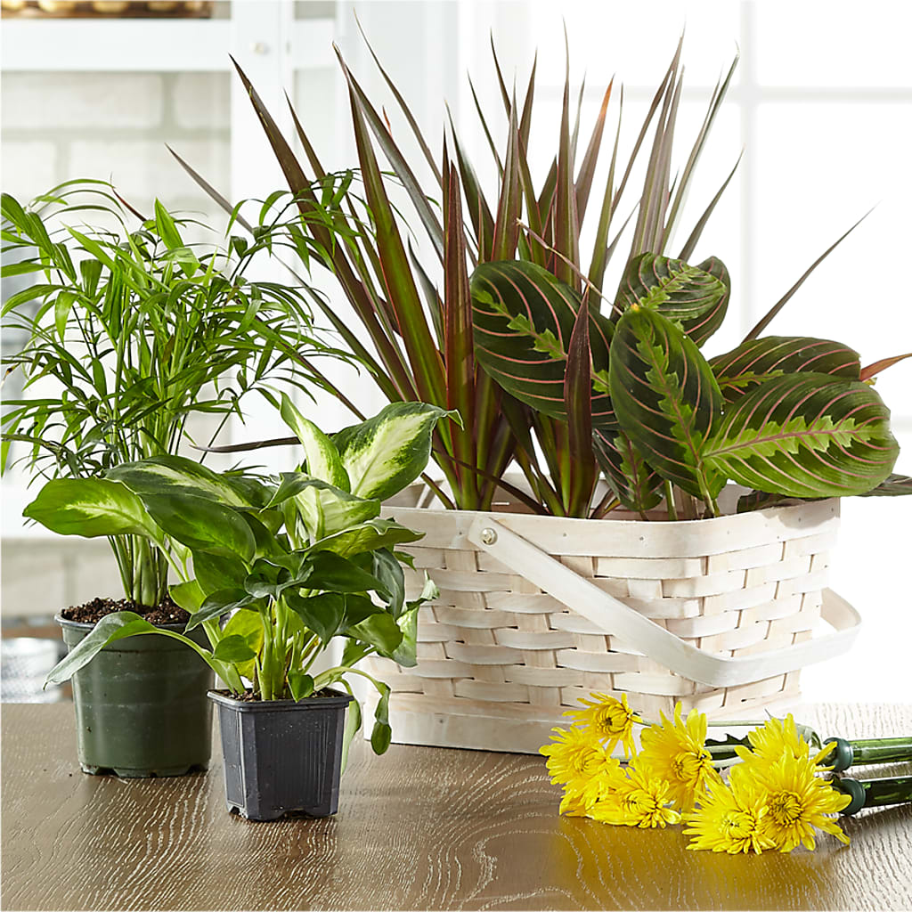 Florist Designed Blooming and Green Plants in a Basket – ELLIJAY'S HOMETOWN FLORIST INC, Ellijay GA