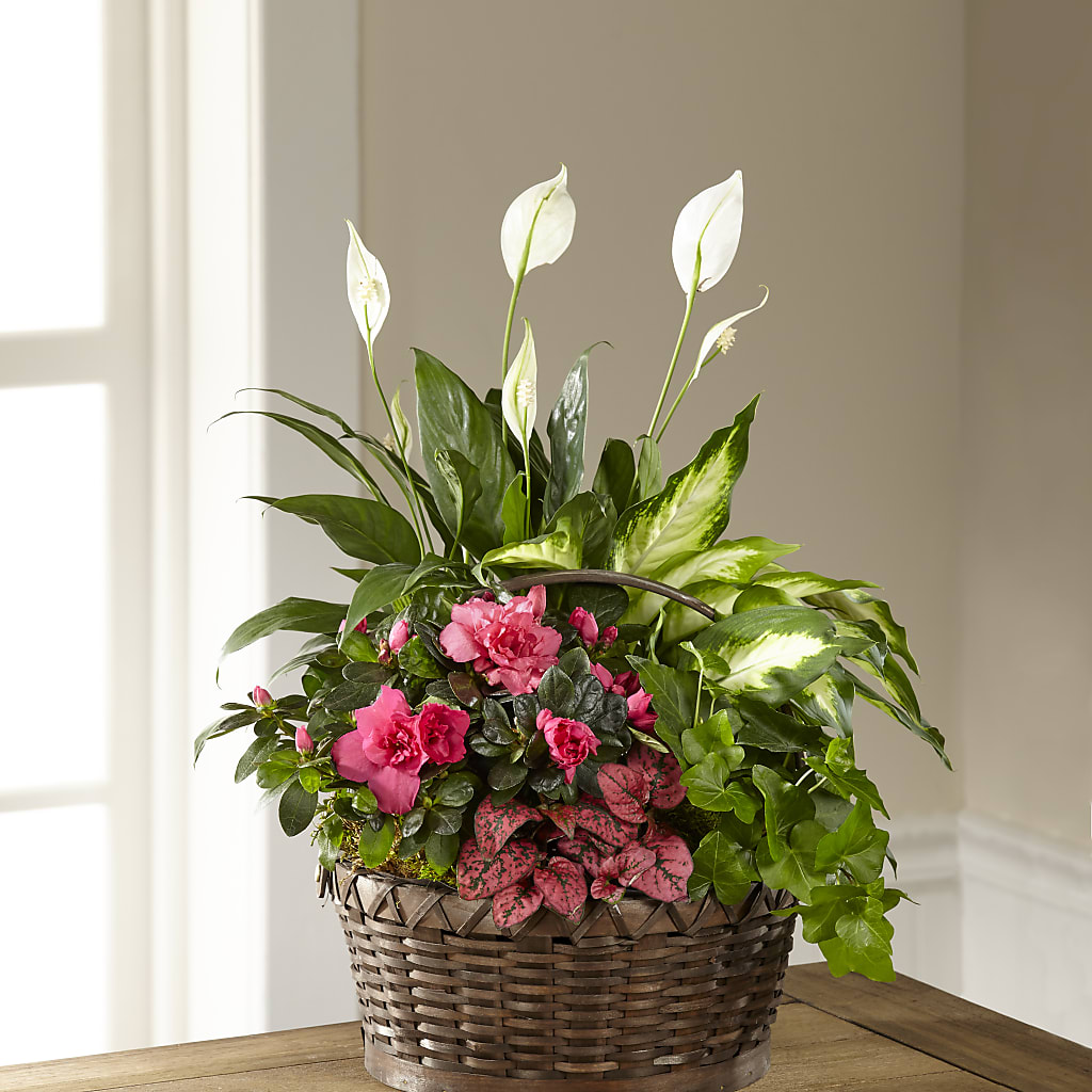 Dream in Pink Dishgarden – ELLIJAY'S HOMETOWN FLORIST INC, Ellijay GA