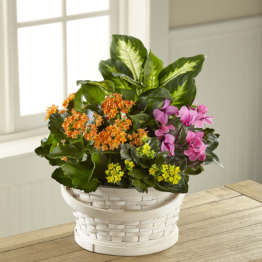 Color Crush Dishgarden – ELLIJAY'S HOMETOWN FLORIST INC, Ellijay GA