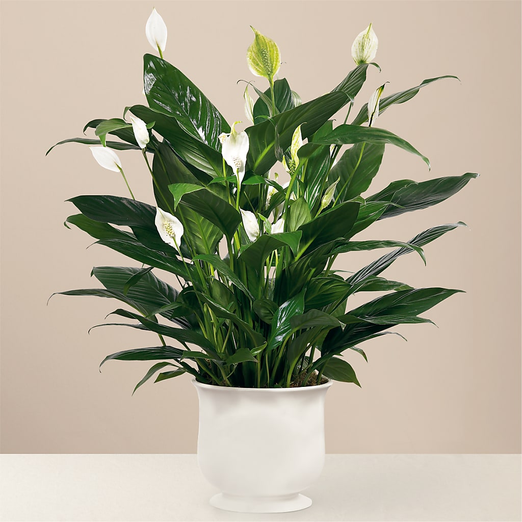 Comfort Planter – ELLIJAY'S HOMETOWN FLORIST INC, Ellijay GA