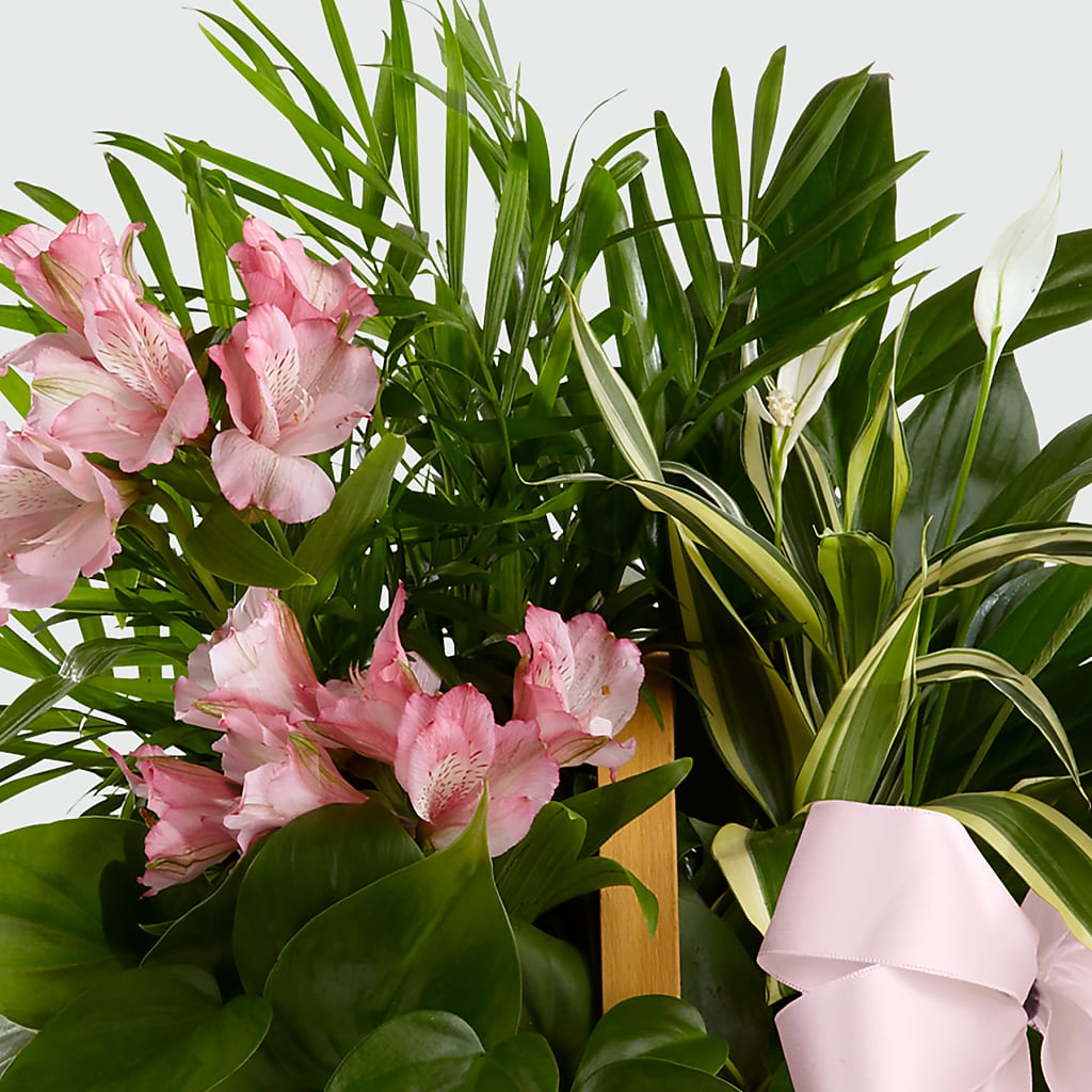 Living Spirit Dishgarden – ELLIJAY'S HOMETOWN FLORIST INC, Ellijay GA
