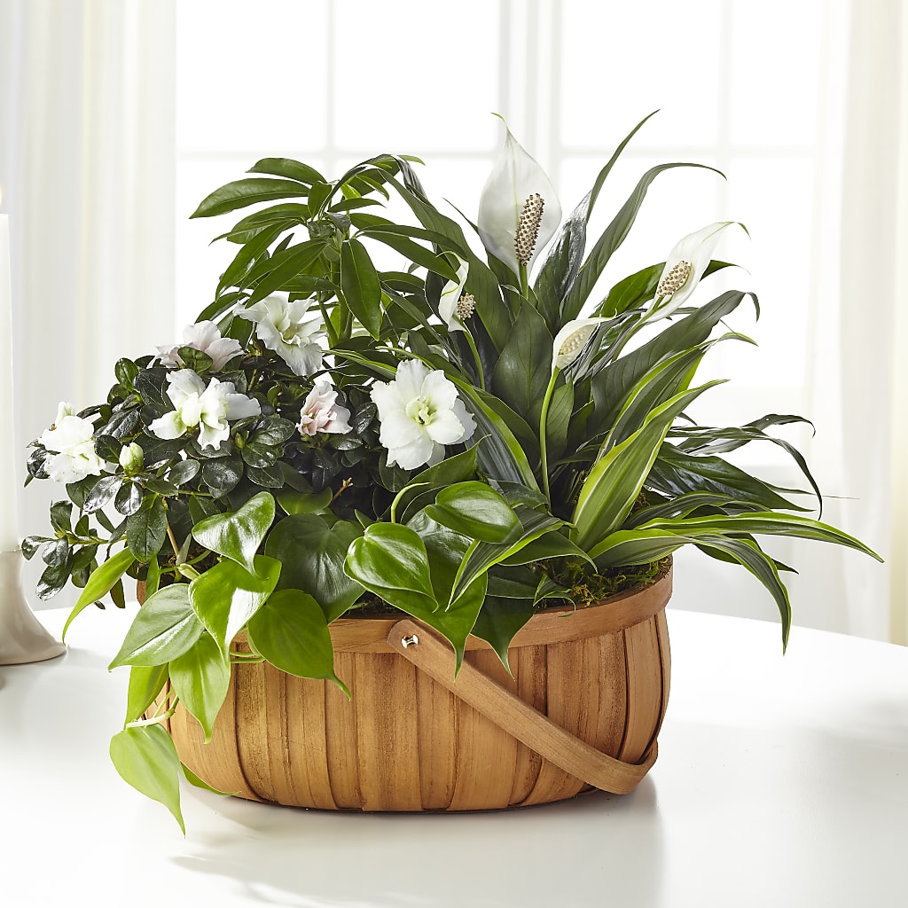 Serene Dishgarden – ELLIJAY'S HOMETOWN FLORIST INC, Ellijay GA