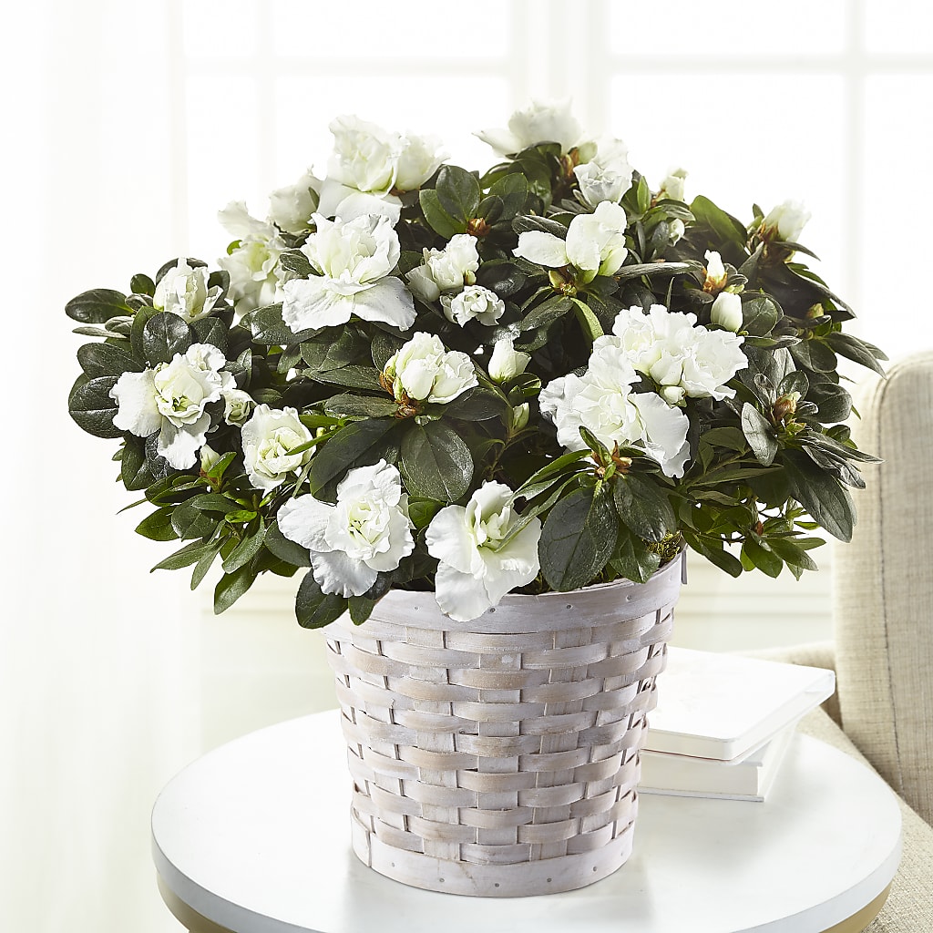 White Azalea Plant – ELLIJAY'S HOMETOWN FLORIST INC, Ellijay GA