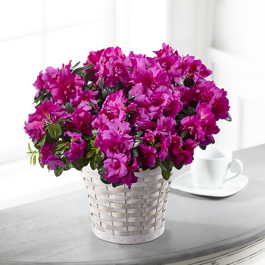 Hope & Serenity Azalea Plant – ELLIJAY'S HOMETOWN FLORIST INC, Ellijay GA