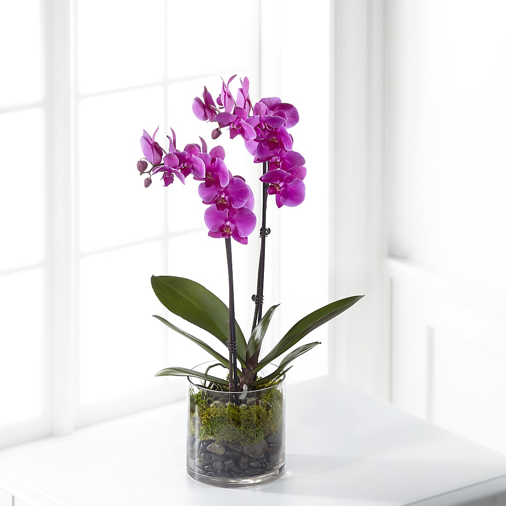 Pink Orchid Plant – ELLIJAY'S HOMETOWN FLORIST INC, Ellijay GA