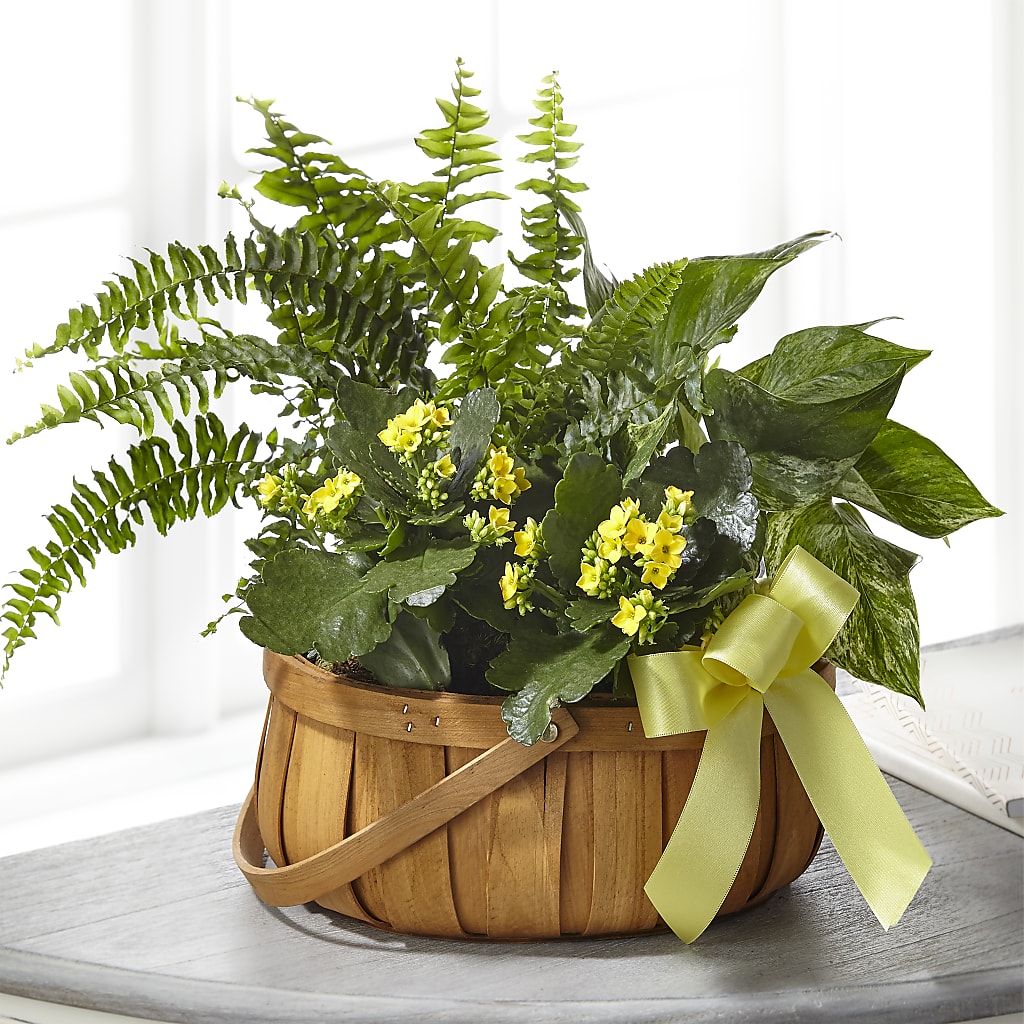 Always Dear Dishgarden – ELLIJAY'S HOMETOWN FLORIST INC, Ellijay GA