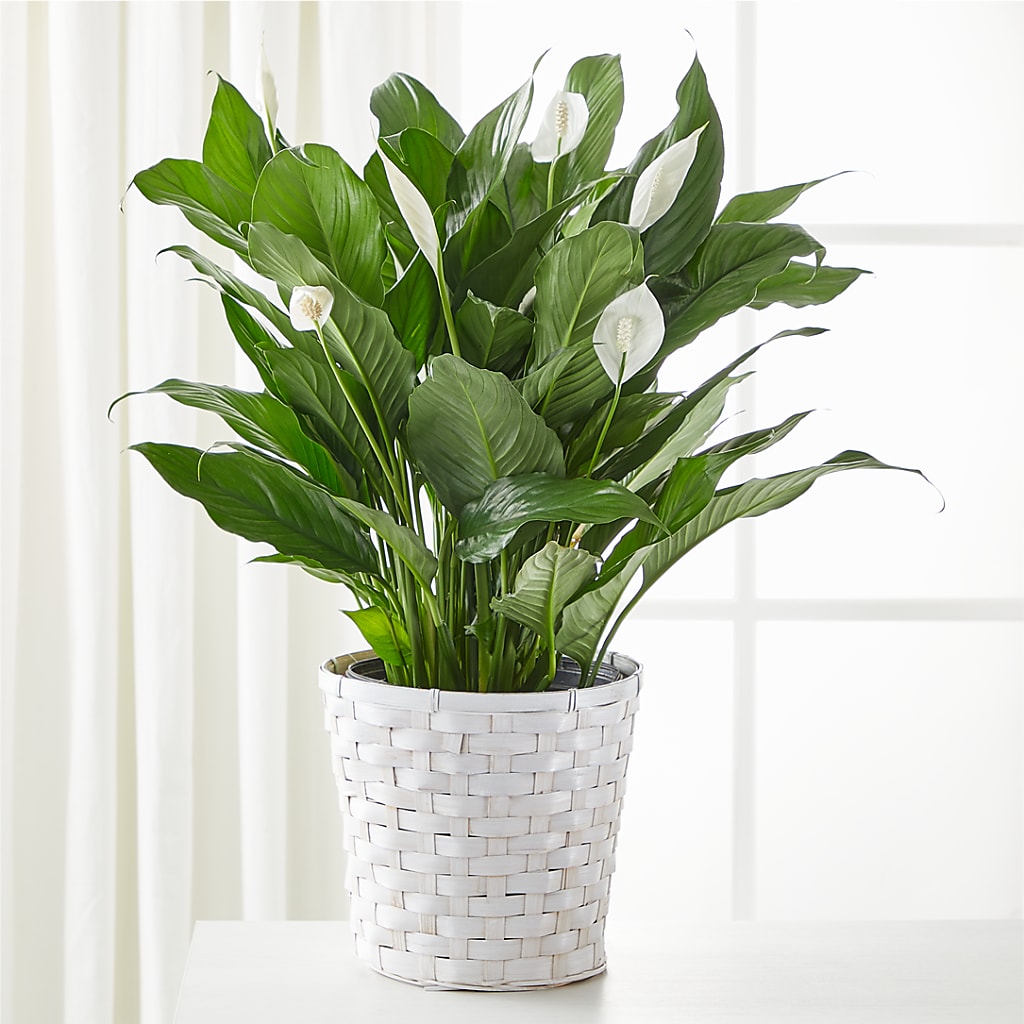 A New Leaf Peace Lily – ELLIJAY'S HOMETOWN FLORIST INC, Ellijay GA