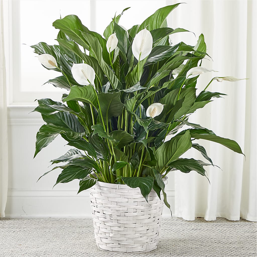 A New Leaf Peace Lily – ELLIJAY'S HOMETOWN FLORIST INC, Ellijay GA