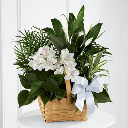 Peace & Serenity Dishgarden – ELLIJAY'S HOMETOWN FLORIST INC, Ellijay GA