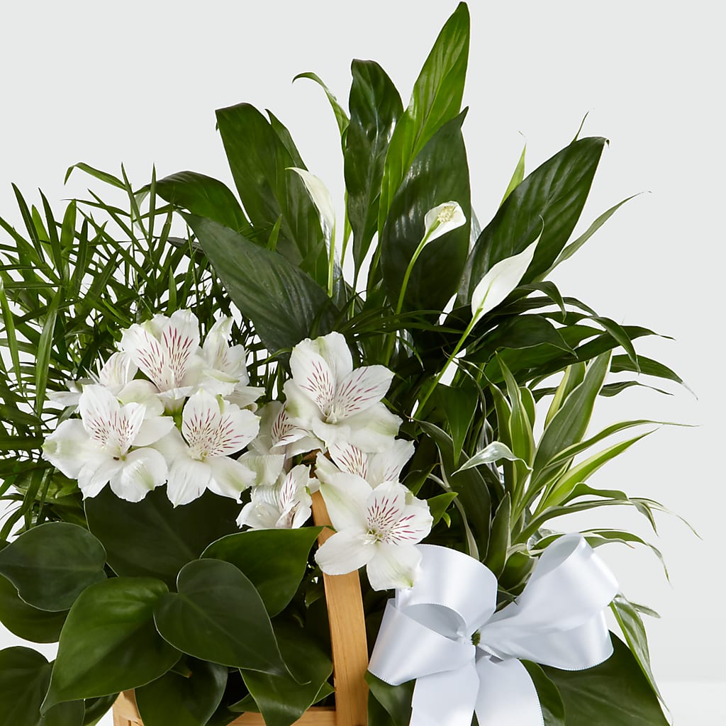 Peace & Serenity Dishgarden – ELLIJAY'S HOMETOWN FLORIST INC, Ellijay GA