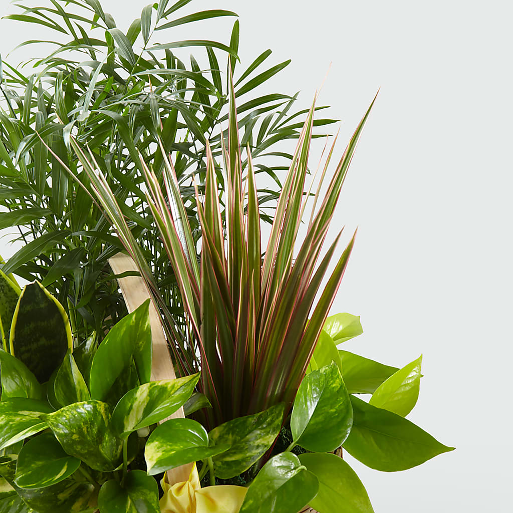 French Garden – ELLIJAY'S HOMETOWN FLORIST INC, Ellijay GA