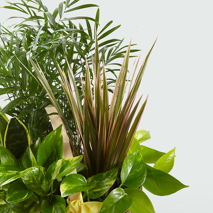 French Garden – ELLIJAY'S HOMETOWN FLORIST INC, Ellijay GA